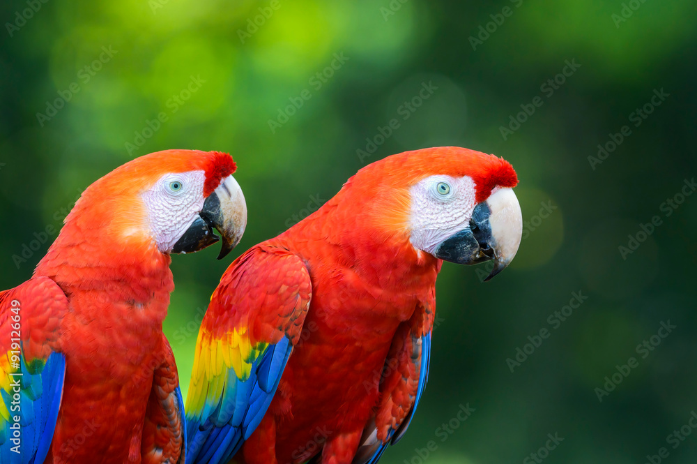 Two Scarlet Macaw (Ara macao) sitting together on a branch, Costa Rica.
