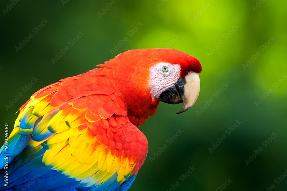 Scarlet Macaw (Ara macao) portrait, seen from behind, Costa Rica. Scarlet Macaw (Ara macao) portrait, seen from behind, Costa Rica.