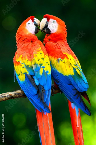 Two Scarlet Macaw (Ara macao) quarreling together, Costa Rica.