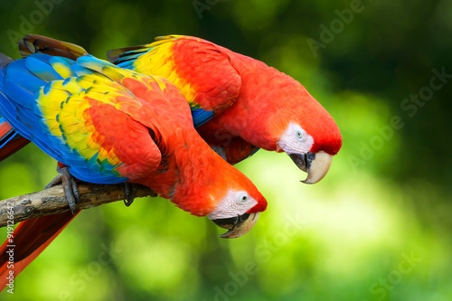 Obraz na płótnie Two Scarlet Macaw (Ara macao) sitting on a branch, looking to each other, Costa Rica. w salonie
