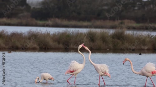 flamingos in lake