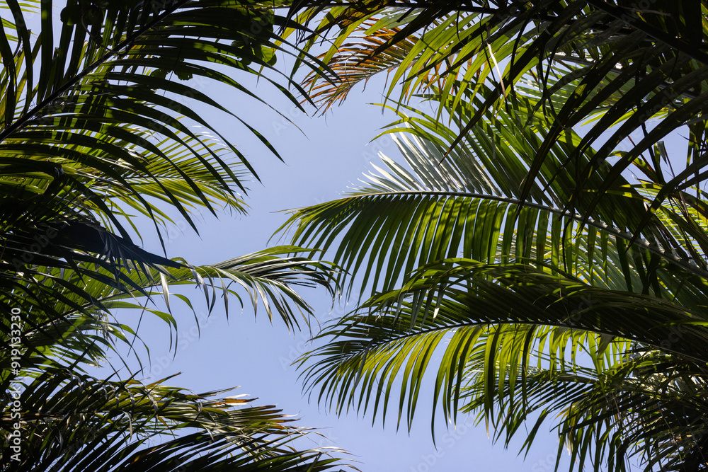 Fototapeta premium A lush green palm tree with its leaves spread out in the air