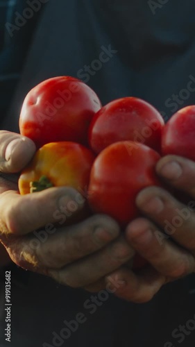 Standing Display. Male palms holding harvested ripe red tomatoes in open space, man holding harvested tomatoes in greenhouse plantation, agribusiness worker working in open area photo