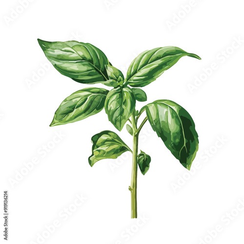 Basil fresh sprig watercolor illustration isolated on white background
