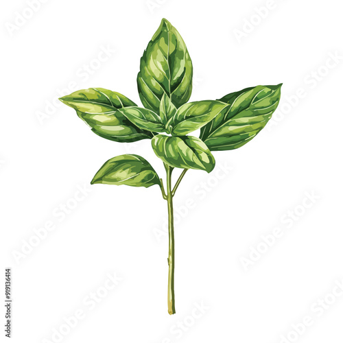 Basil fresh sprig watercolor illustration isolated on white background
