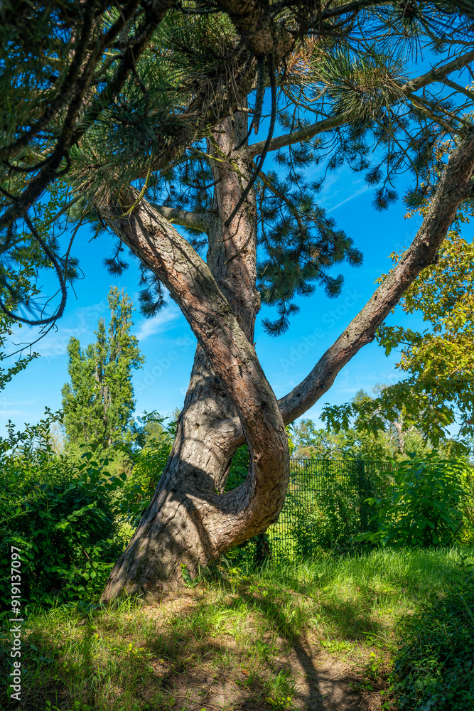 tree with a twisted trunk is in a lush green forest tree with a twisted trunk is in a lush green forest