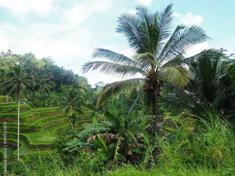 ricefields in the jungle ricefields in the jungle