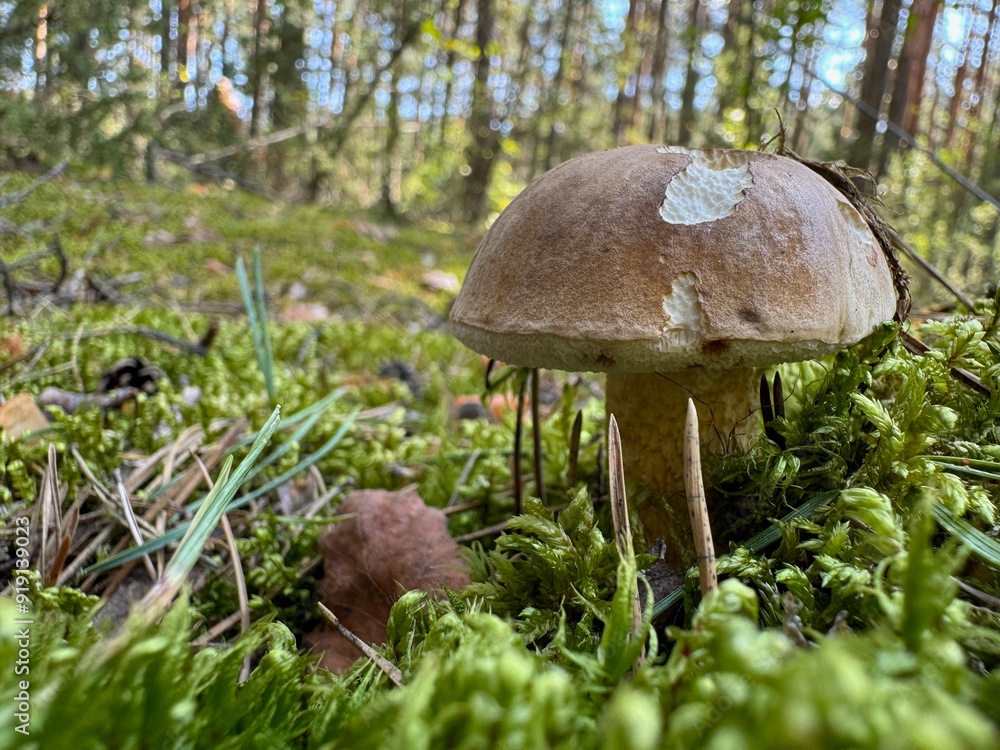 Bitter bolete. Grows in the forest. Shot at ground level. Close-up. Bitter bolete. Grows in the forest. Shot at ground level. Close-up.