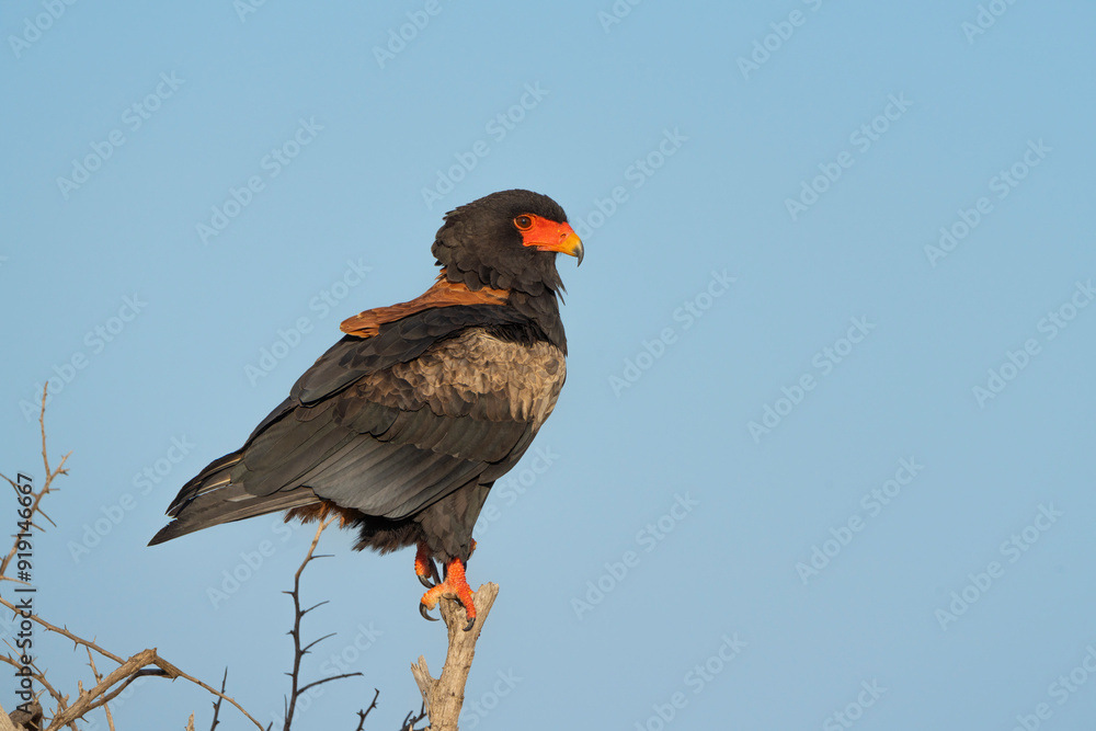 A beautiful Bateleur eagle perched on a single branch with blue sky as background, Kruger Park. A beautiful Bateleur eagle perched on a single branch with blue sky as background, Kruger Park.