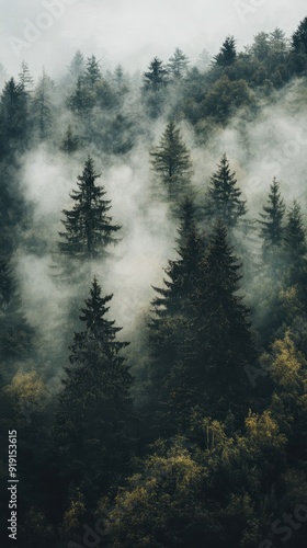 Misty Forest Landscape with Tall Evergreen Trees.