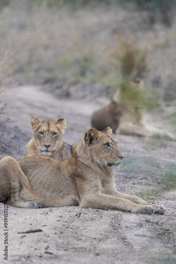 Fototapeta premium Two young lions lying on the dirt road looking to hunt, Sabi Sand Nature Reserve. 
