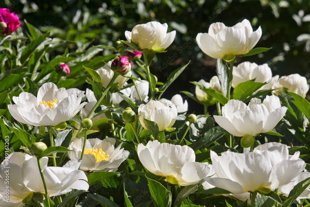 White peony close-up. A garden with blooming white peonies White peony close-up. A garden with blooming white peonies
