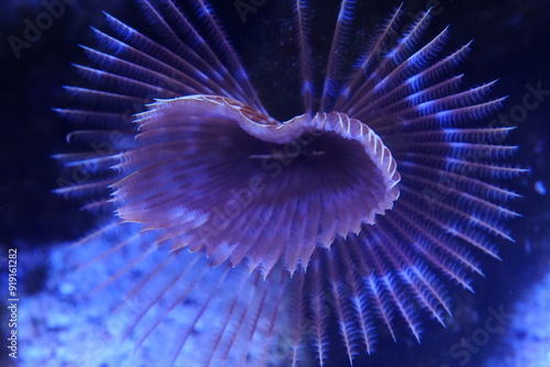 Sabellastarte, commonly known as the Feather Duster Worm, is a marine polychaete worm belonging to the family Sabellidae. |光纓蟲屬 photo