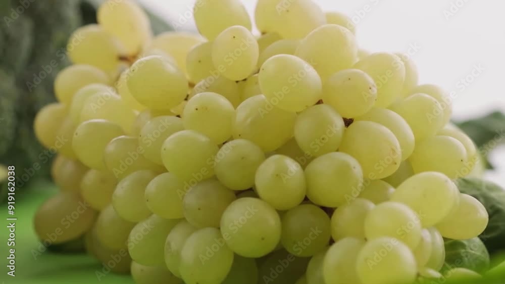 Camera moving grapes growing, grapes movement Camera moving grapes growing, grapes movement