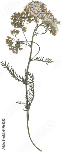 dried and pressed flower scanned herbarium plant