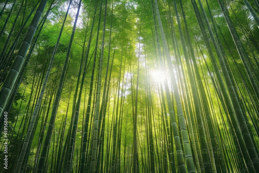 green bamboo forest