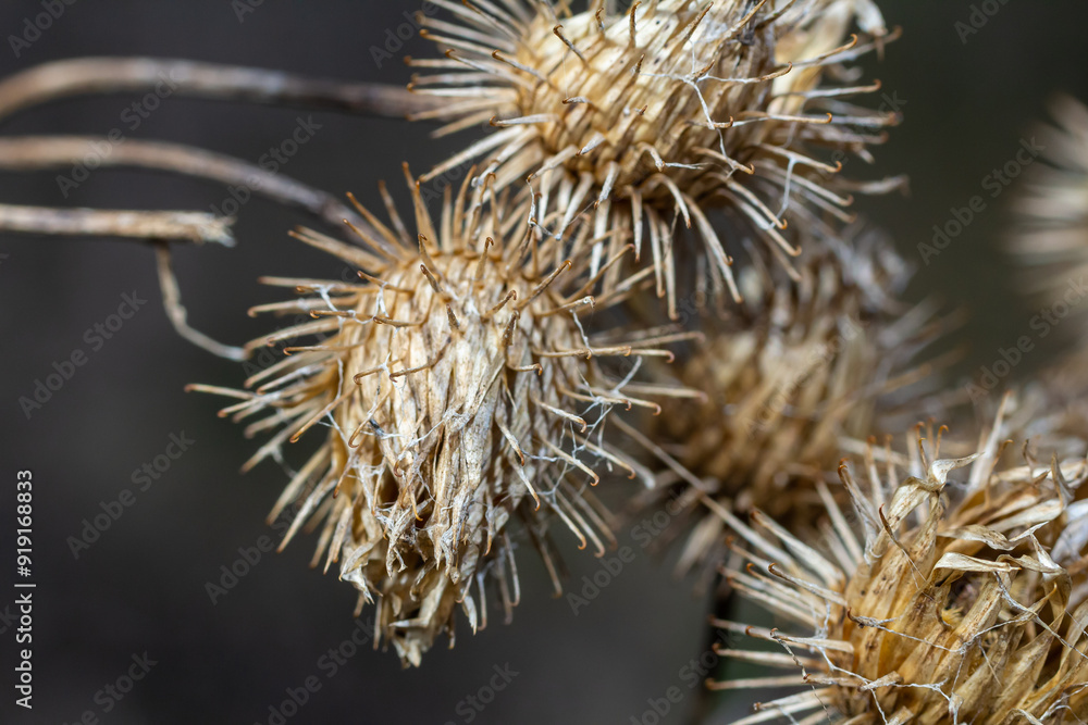 The fruits of Arctium lappa greater burdock, close-up of a plant with pointed spines in sunlight The fruits of Arctium lappa greater burdock, close-up of a plant with pointed spines in sunlight