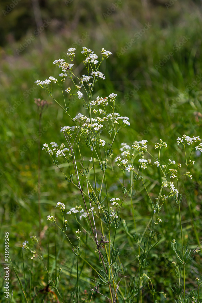 Shoots from the wild plant Galium palustre Shoots from the wild plant Galium palustre