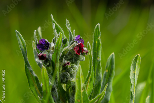 In the wild, Cynoglossum officinale blooms among grasses. A close-up of the colorful flowers of the common sedum in a typical habitat photo