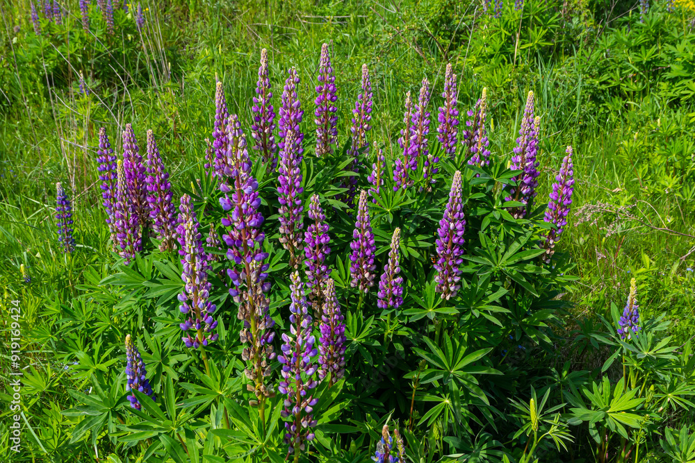 Lupinus, lupin, lupine field with pink purple and blue flowers Lupinus, lupin, lupine field with pink purple and blue flowers