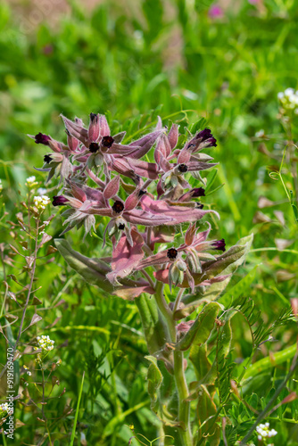 Flowers and leaves of the monkswort Nonea pulla, from Europe photo