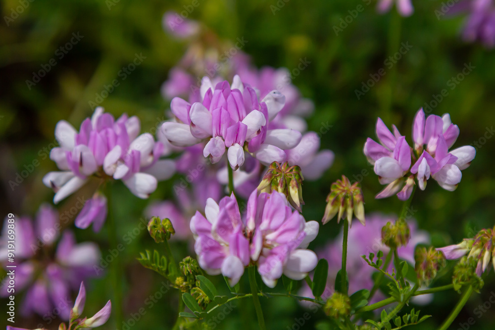 the flowers of Securigera varia - crownvetch, purple crown vetch the flowers of Securigera varia - crownvetch, purple crown vetch