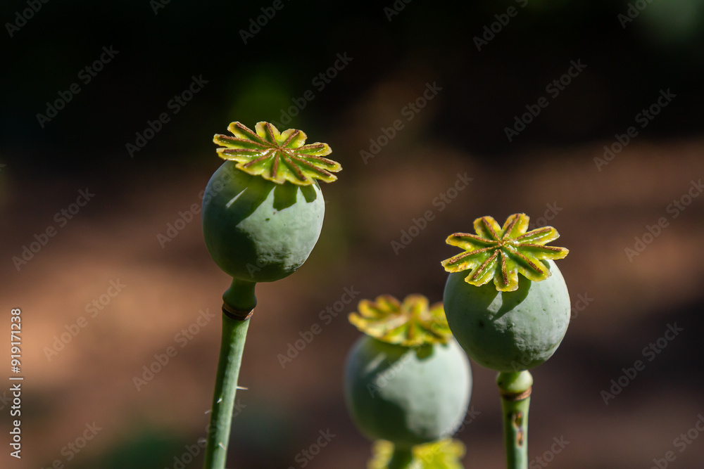 Three seed pods of Papaver against their blurred natural background Three seed pods of Papaver against their blurred natural background