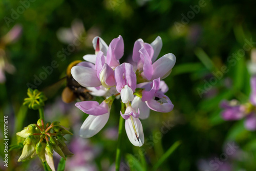 the flowers of Securigera varia - crownvetch, purple crown vetch