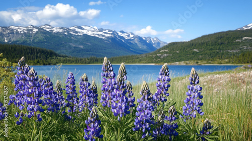 "Purple lupine flowers in a mountainous landscape, set against the natural backdrop of New Zealand's stunning scenery."