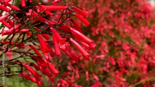 Russelia equisetiformis red tropical flowers also called Lagrimas de Cupidoin the garden of Tenerife,Canary Islands,Spain,4k photo