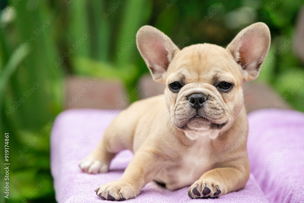 french bulldog puppy sitting in the garden french bulldog puppy sitting in the garden