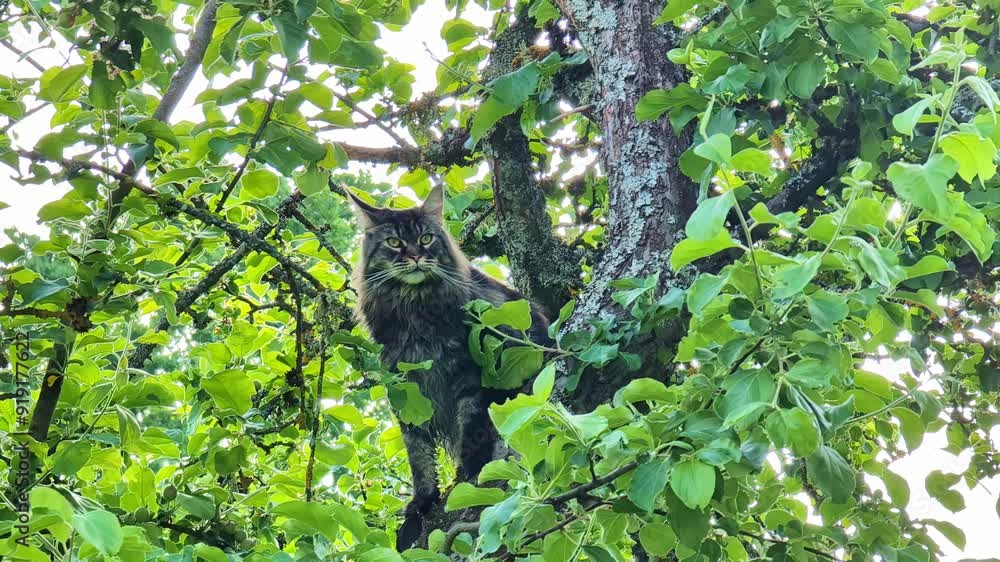 Cat perched high in a tree surrounded by dense green foliage Cat perched high in a tree surrounded by dense green foliage