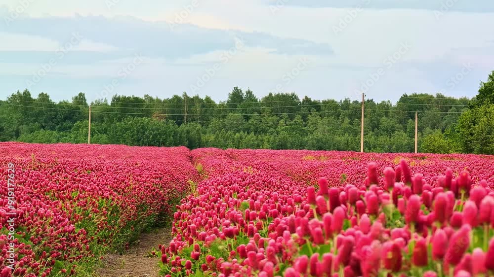 A vast field of blooming pink flowers stretches toward a forest under a cloudy sky A vast field of blooming pink flowers stretches toward a forest under a cloudy sky