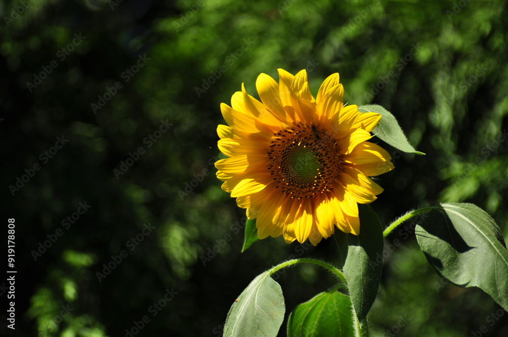 Fototapeta premium A single sunflower in the garden