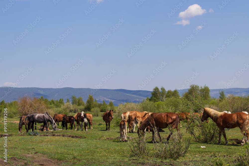 Horses grazing on summer meadow Horses grazing on summer meadow