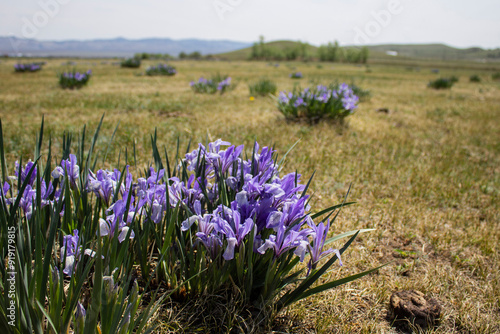 Iris versicolor is also commonly known as the blue flag, harlequin blueflag, larger blue flag, northern blue flag, and poison flag 