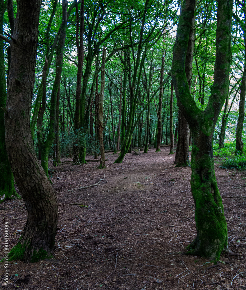 Cornish woodland Trail.