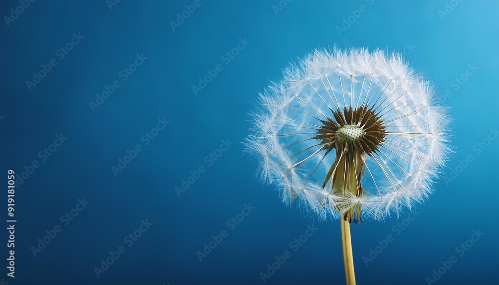 Fototapeta premium dandelion head, stem, head, blowball, seeds, light, growth, flying, beauty, weed, single