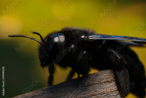 xylocopa violacea photo