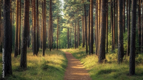 Pine forest with a narrow dirt path winding through the tall trees