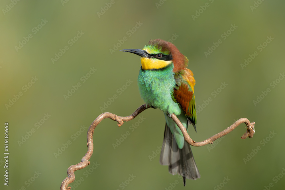European bee-eater (Merops apiaster) sitting on a branch in Gelderland in the Netherlands. European bee-eater (Merops apiaster) sitting on a branch in Gelderland in the Netherlands.