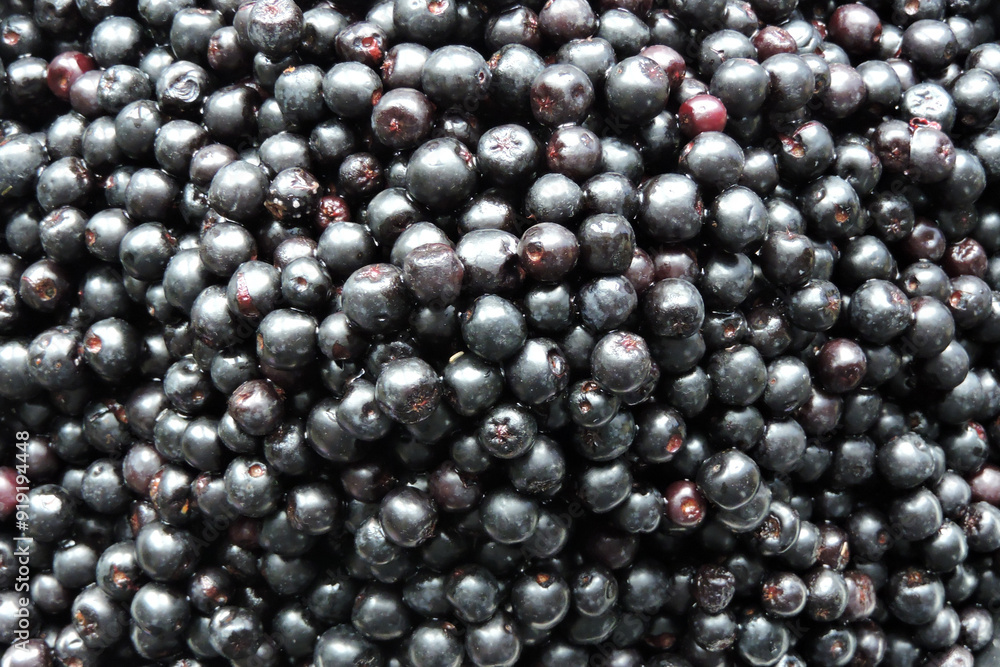 Fresh ripe aronia berries in close-up Fresh ripe aronia berries in close-up