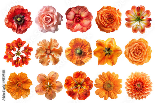 PNG orange flower element set, transparent background