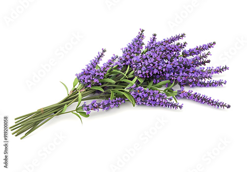 bunch of lavender flowersisolated on white background photo