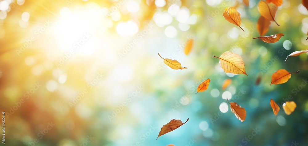 autumn leaves in the park autumn leaves in the park