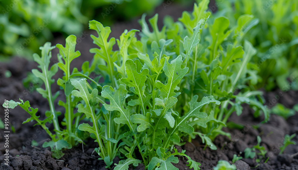 vegetable garden with delicious arugula plants vegetable garden with delicious arugula plants