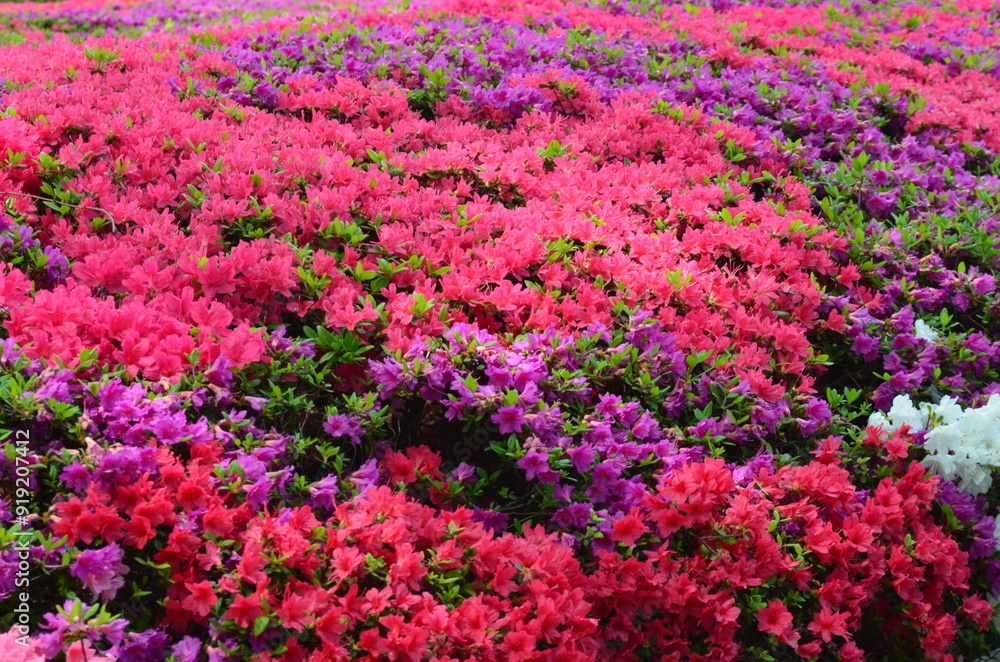 Colorful flowers view