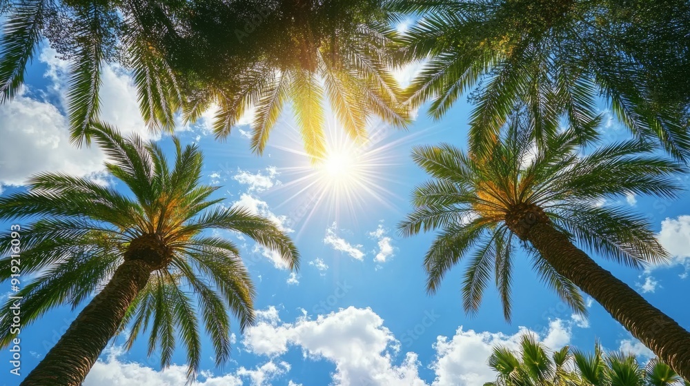 Obraz premium Palm tree canopy with sunbeams piercing through, open sky background
