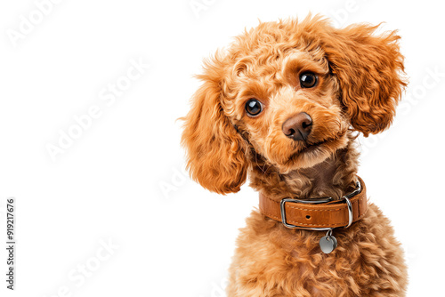 Adorable fluffy dog with curly coat and expressive eyes, perfect for pet lovers and animal-themed projects.