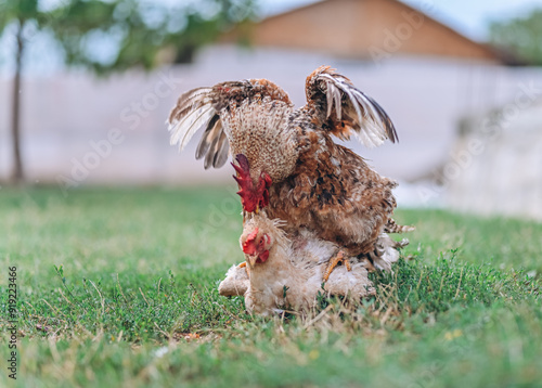 Konstfotografi Rooster mating a chicken during a process called cloacal kiss